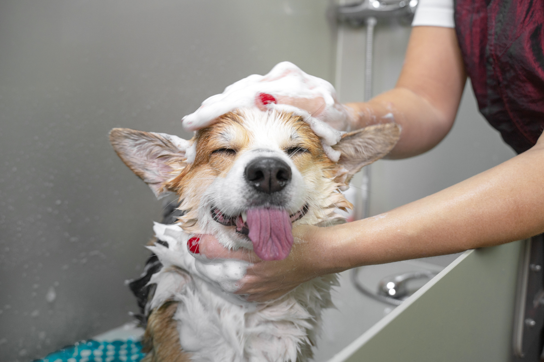  a dog being grooming with paw naturel products