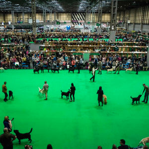 Crufts - Top Tips for visiting crufts, NEC Birmingham