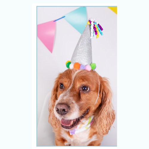 Party Hat and Bandana set